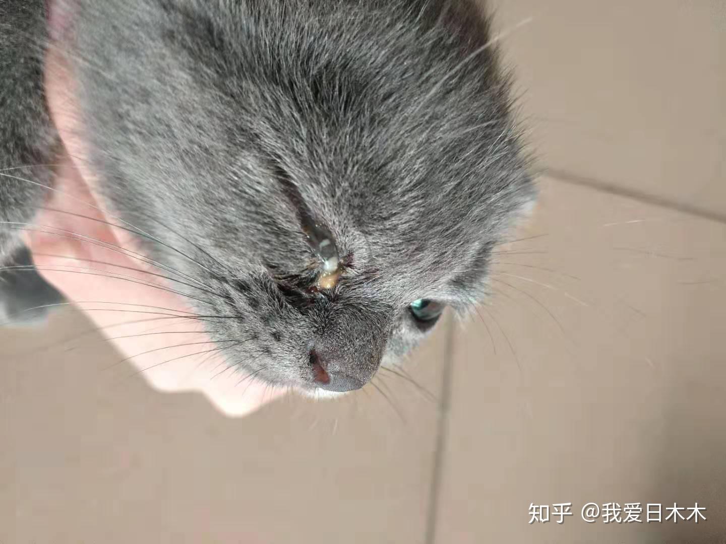 2个月猫上火了怎么办两个月大的小猫上火了该怎么办？全面解析应对之策