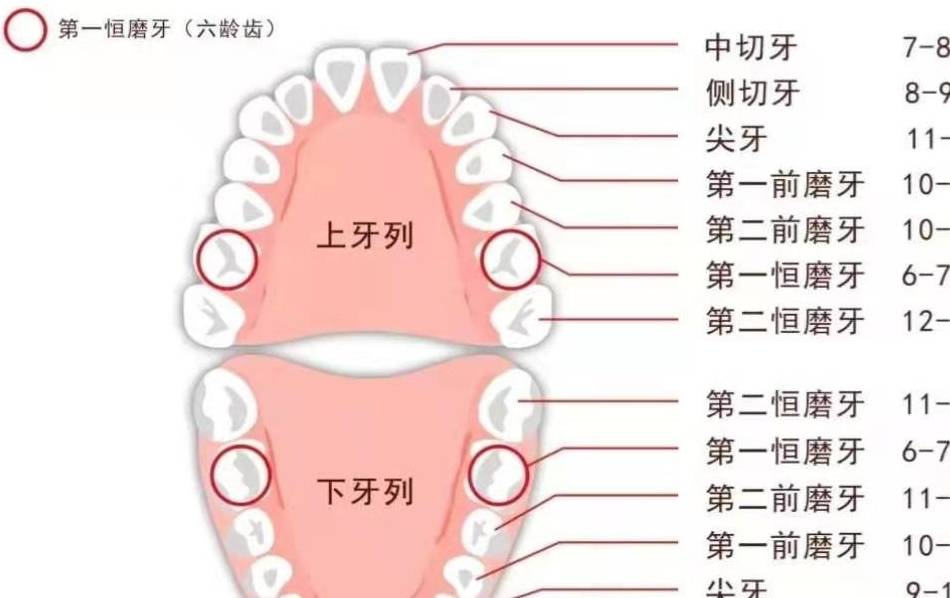 九个月长几颗牙九个月婴儿牙齿生长情况解析，宝宝长几颗牙？